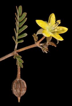 Tribulus macrocarpus (7596836536).jpg