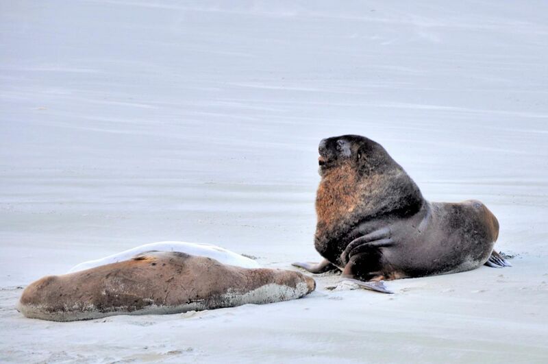 File:Two sea lions on the beach of Otago Peninsula.jpg