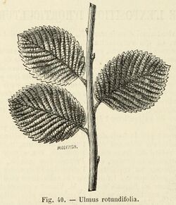 Ulmus rotundifolia.jpg