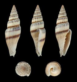 Vexillum curviliratum 01.JPG