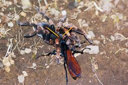 Wasp with Orange-kneed tarantula.JPG