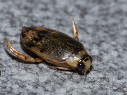 Water Beetle (Eretes sticticus) attracted to light (13992967946).jpg