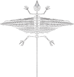 Weigeltisaurus jaekeli diagram.png