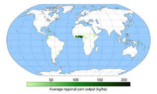Map of worldwide yam production showing limited production range (Caribbean, West Africa, and Polynesia)
