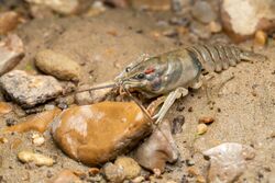 Yazoo Crayfish imported from iNaturalist photo 196998858 on 24 October 2023.jpg