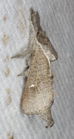 - 2668 – Givira anna – Anna Carpenterworm Moth (18938262038).jpg