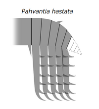 20210909 Radiodonta frontal appendage Pahvantia hastata.png