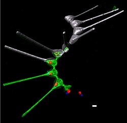 3D-fluorescence imaging for high throughput analysis of microbial eukaryotes (b left).jpg