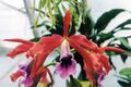 A and B Larsen orchids - Laelia tenebrosa 925-4.jpg