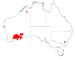 Acacia camptocladaDistMap158.png