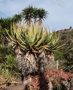 Aloe castanea - Jardín Botánico Canario Viera y Clavijo - Gran Canaria.jpg