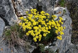 Alyssum obovatum 38030702.jpg