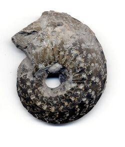 Ammonite Oxynoticeras oxynotum.jpg