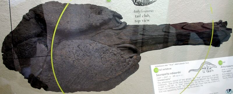 File:Ankylosaurus tail club.jpg