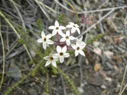 Arjona patagonica-flowers 01.JPG