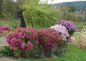 Four large cultivated New England aster plants in the ground tied up so that they stand erect; from left to right, the flower head colors are bright magenta, a slightly deeper magenta, pink, and a bright purple; surrounding the plants is a garden nursery scene