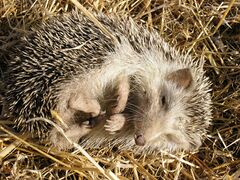 A North African hedgehog curled up on hay