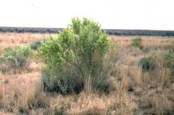 Atriplex canescens habit.jpg