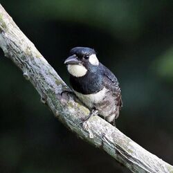 Black-breasted puffbird (Notharchus pectoralis).jpg