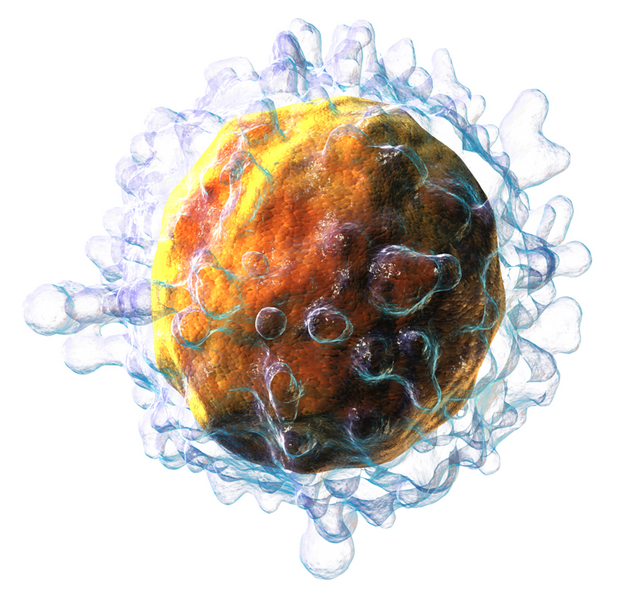 File:Blausen 0625 Lymphocyte T cell (crop).png