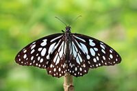 Blue tiger (Tirumala limniace exoticus).jpg