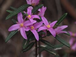 Boronia hapalophylla (2).jpg