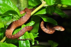 Brown tree snake (Boiga irregularis) (8387580552).jpg
