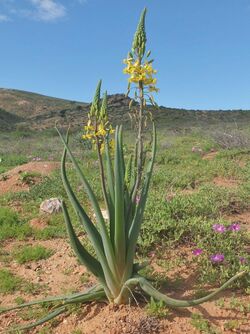 Bulbine praemorsa Blougif Kopieva.jpg