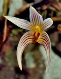 Bulbophyllum affine (19698522320) - cropped.jpg