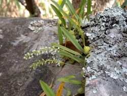 Bulbophyllum parviflorum (6346208925).jpg