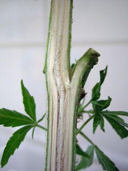 Cannabis Sativa Querschnitt.JPG