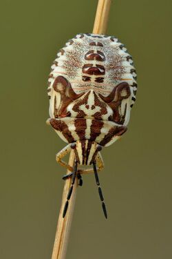 Carpocoris purpureipennis fifth instar nymph (top view) - Kulna.jpg