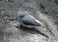 Cassin's Flycatcher bwindi jan06.jpg