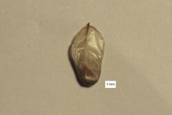 Casuarina equisetifolia seed.jpg