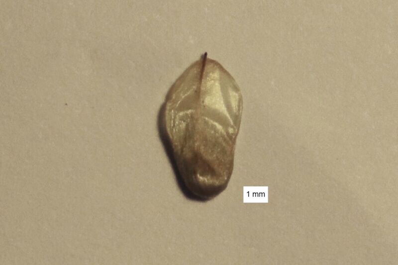 File:Casuarina equisetifolia seed.jpg