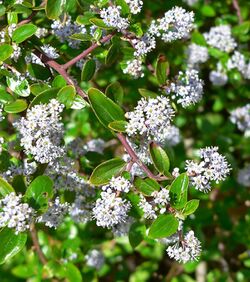 Ceanothus sorediatus 2.jpg