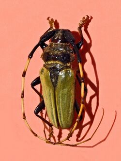 Cerambycidae - Ancylosternus morio.jpg