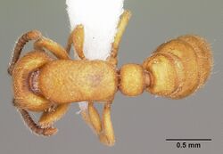 Cerapachys sexspinus casent0104984 dorsal 1.jpg