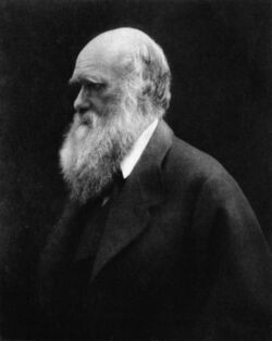 Three-quarter length portrait of sixty-year-old man, balding, with white hair and long white bushy beard, with heavy eyebrows shading his eyes looking thoughtfully into the distance, wearing a wide lapelled jacket