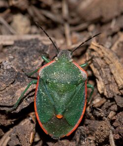 Chlorochroa sayi.jpg