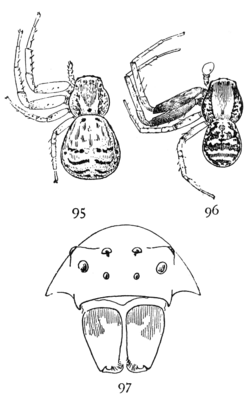 Common Spiders U.S. 095-7.png
