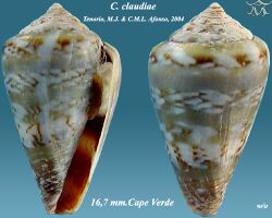 Conus claudiae.jpg