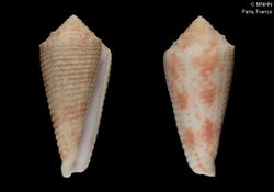 Conus vappereaui (MNHN-IM-2012-38012).jpeg