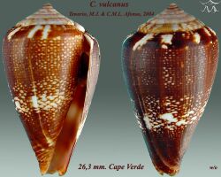Conus vulcanus1.jpg