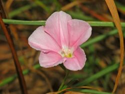 Convolvulaceae - Convolvulus cantabrica-2.JPG