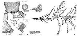 Corallina officinalis Florenski.jpg