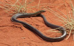 Delma nasuta, Spinifex Legless Lizard, Alice Springs.jpg