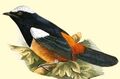 Die Vögel Afrikas (1900) (20949449585), Thamnolaea coronata, ♂.jpg