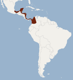 Distribution of mimon cozumelae.png