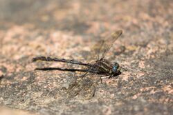 Dusky clubtail (27761853040).jpg